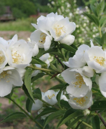 Чубушник «Алебастр» в каталоге СЦ Корекозево