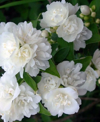 Чубушник «Глетчер» в каталоге СЦ Корекозево