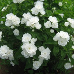 Миниатюра 3. Чубушник «Глетчер» в каталоге СЦ Корекозево