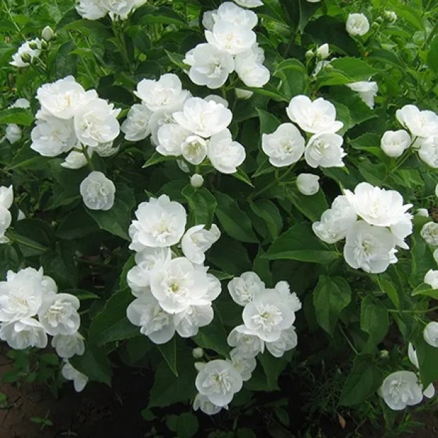 Фото 3. Чубушник «Глетчер» в каталоге СЦ Корекозево