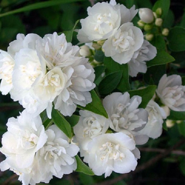 Фото 1. Чубушник «Глетчер» в каталоге СЦ Корекозево