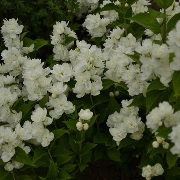 Фото 2. Чубушник «Глетчер» в каталоге СЦ Корекозево