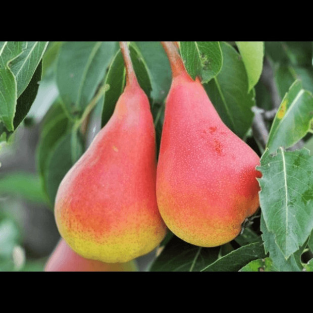 Фото 1. Груша «Нарядная Ефимова» в каталоге СЦ Корекозево