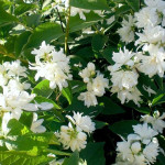 Миниатюра 3. Чубушник «Монблан» в каталоге СЦ Корекозево