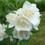 Миниатюра 2. Чубушник «Монблан» в каталоге СЦ Корекозево