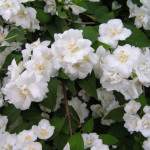 Миниатюра 1. Чубушник «Монблан» в каталоге СЦ Корекозево