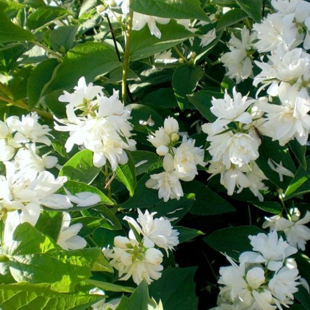 Фото 3. Чубушник «Монблан» в каталоге СЦ Корекозево