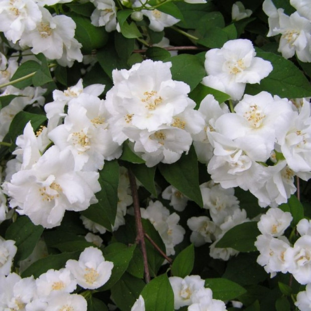 Фото 1. Чубушник «Монблан» в каталоге СЦ Корекозево