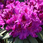 Миниатюра 3. Рододендрон «Азурро» в каталоге СЦ Корекозево