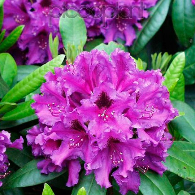 Фото 1. Рододендрон «Азурро» в каталоге СЦ Корекозево