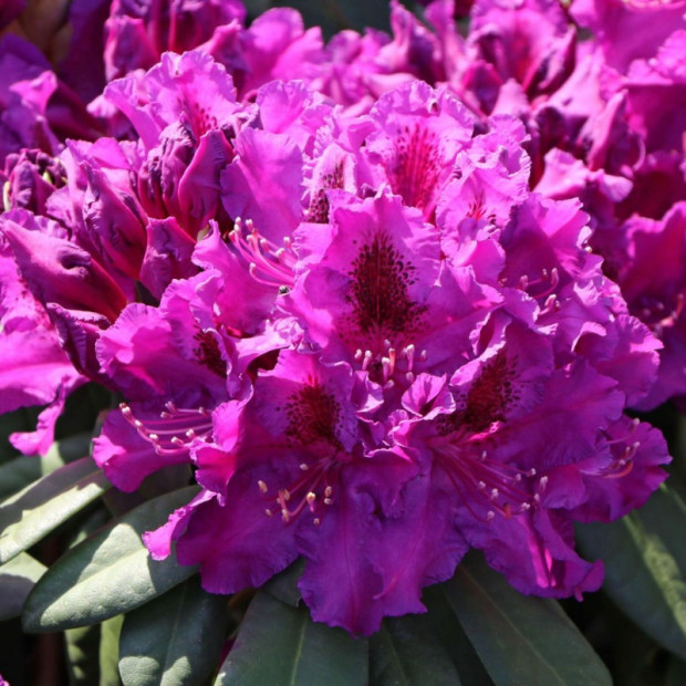 Фото 3. Рододендрон «Азурро» в каталоге СЦ Корекозево