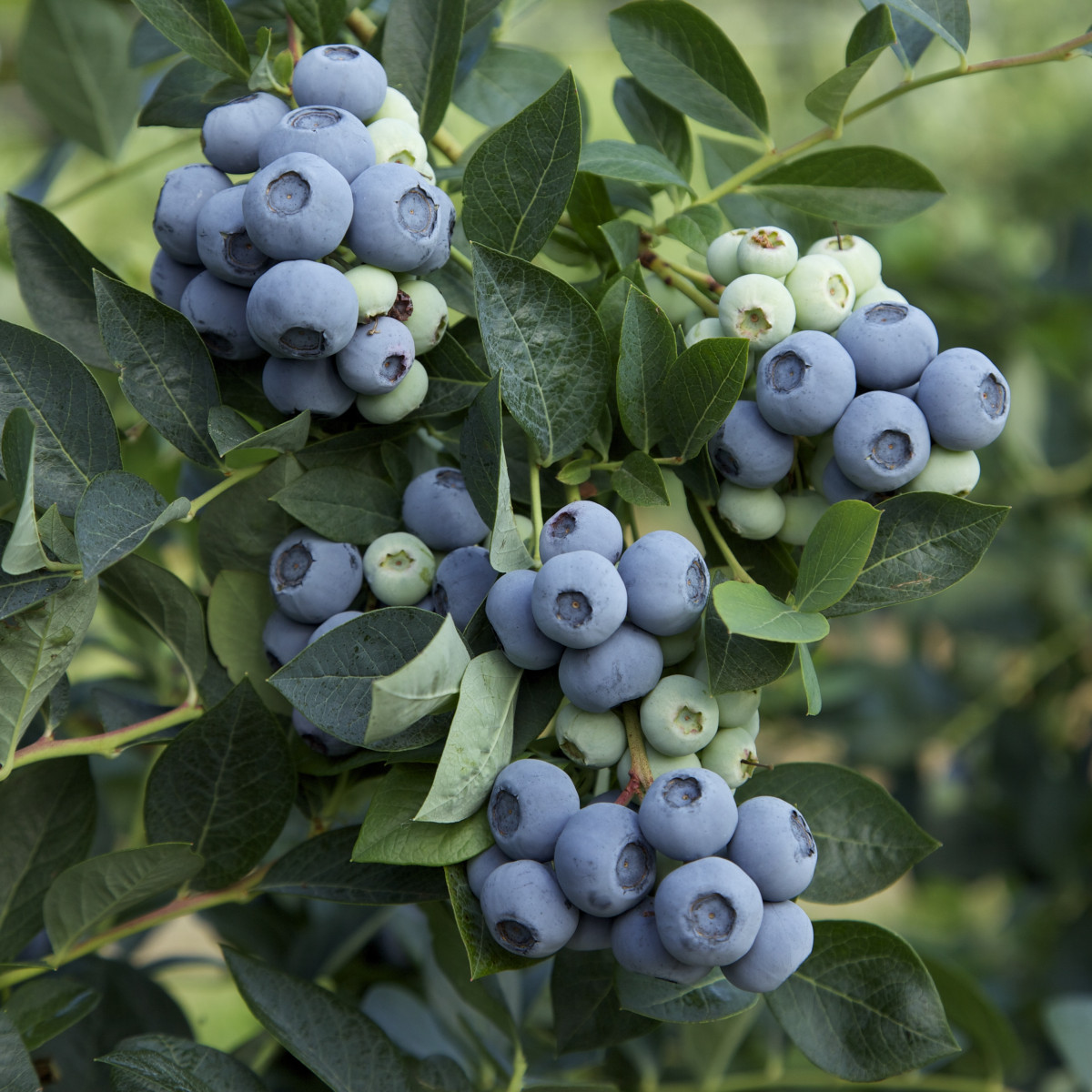 Голубика Денис Блю в каталоге СЦ Корекозево