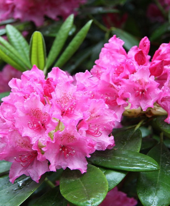 Рододендрон «Гаага» в каталоге СЦ Корекозево