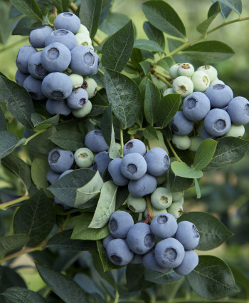 Голубика Денис Блю в каталоге СЦ Корекозево