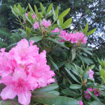 Миниатюра 2. Рододендрон «Гаага» в каталоге СЦ Корекозево