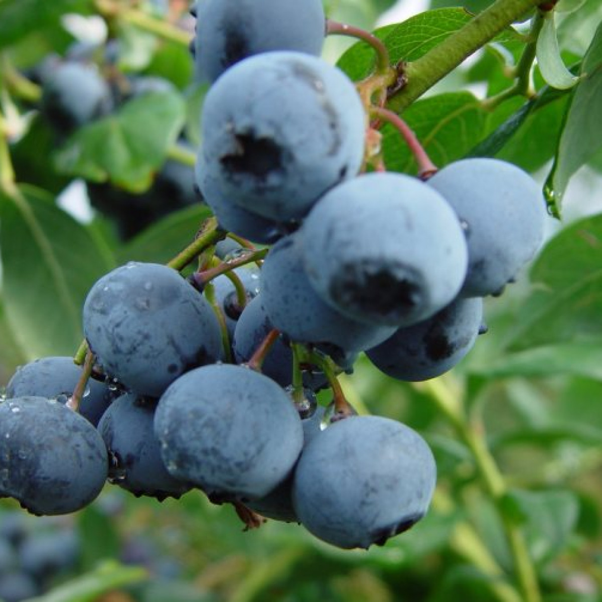 Голубика Либерти в каталоге СЦ Корекозево