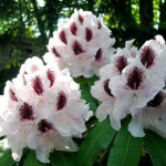 Миниатюра 1. Рододендрон «Кальсап» в каталоге СЦ Корекозево