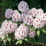 Миниатюра 3. Рододендрон «Кальсап» в каталоге СЦ Корекозево