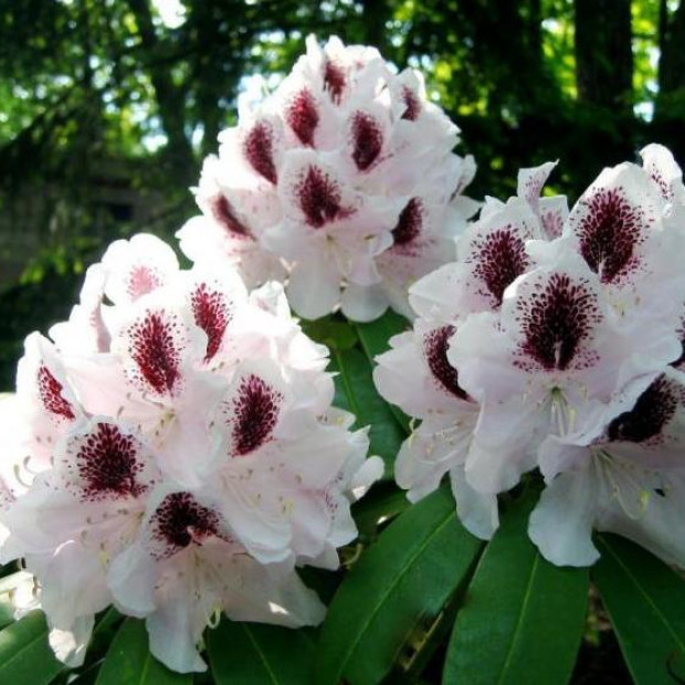 Фото 1. Рододендрон «Кальсап» в каталоге СЦ Корекозево