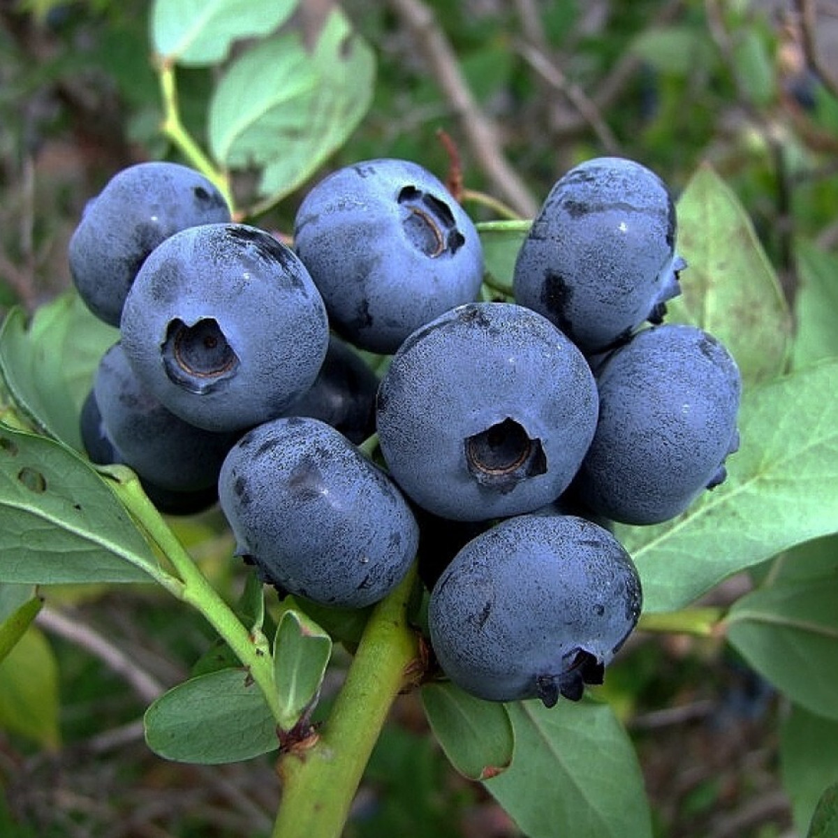 Голубика Спартан в каталоге СЦ Корекозево