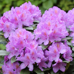 Миниатюра 1. Рододендрон «Катевбинский» в каталоге СЦ Корекозево