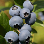 Миниатюра 2. Голубика 