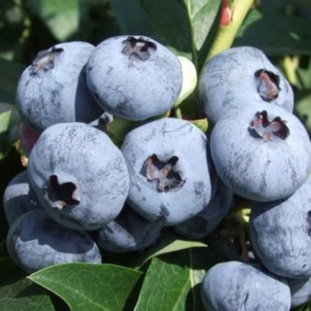 Фото 4. Голубика 