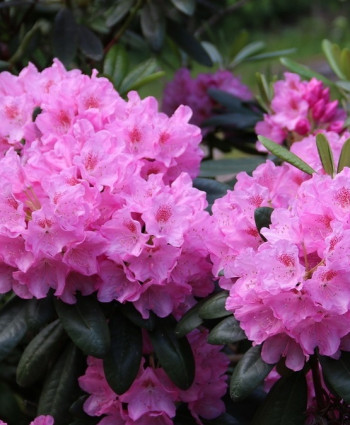 Рододендрон «Хельсинки Университет» в каталоге СЦ Корекозево