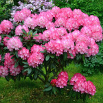 Миниатюра 3. Рододендрон «Хельсинки Университет» в каталоге СЦ Корекозево