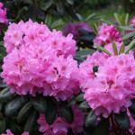 Миниатюра 1. Рододендрон «Хельсинки Университет» в каталоге СЦ Корекозево