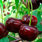 Миниатюра 1. Дюк «Ходоса» в каталоге СЦ Корекозево