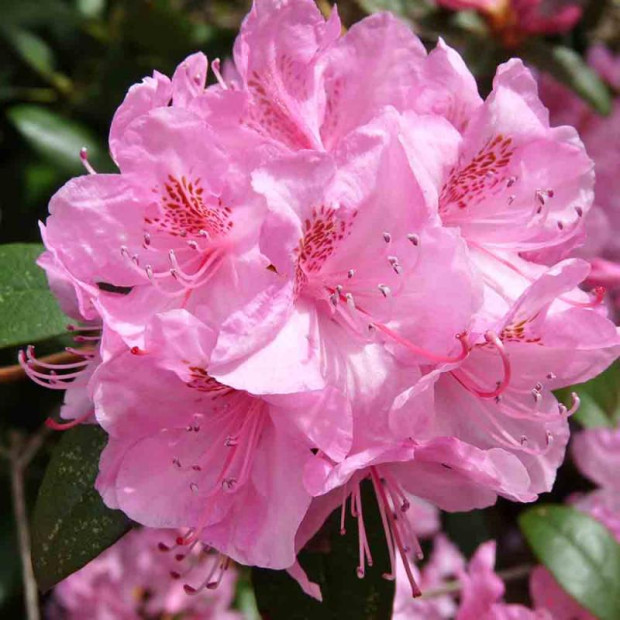 Фото 2. Рододендрон «Хельсинки Университет» в каталоге СЦ Корекозево