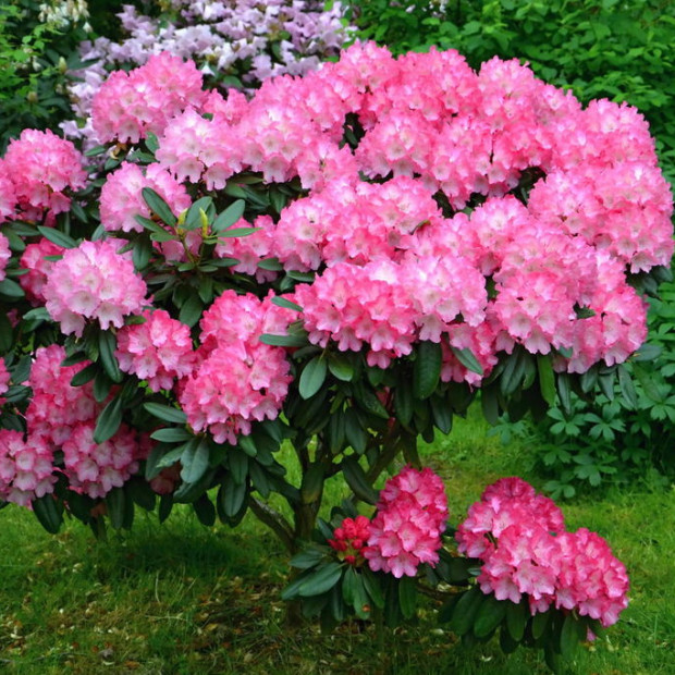 Фото 3. Рододендрон «Хельсинки Университет» в каталоге СЦ Корекозево