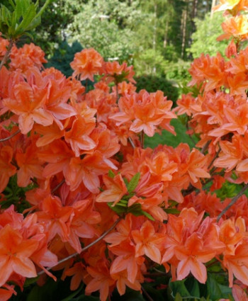 Рододендрон (Азалия) «Японский лососевый» в каталоге СЦ Корекозево