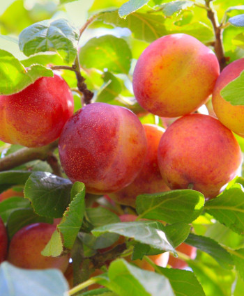 Слива «Болховчанка» в каталоге СЦ Корекозево