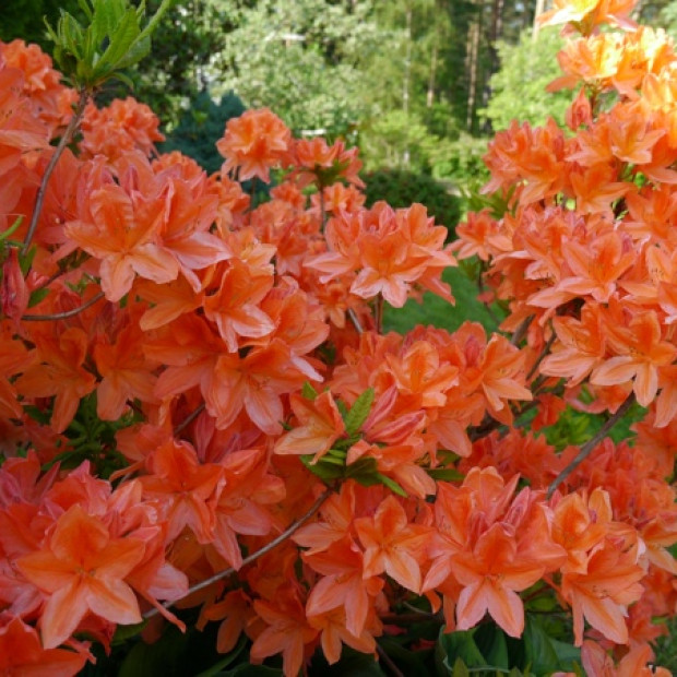 Фото 1. Рододендрон (Азалия) «Японский лососевый» в каталоге СЦ Корекозево