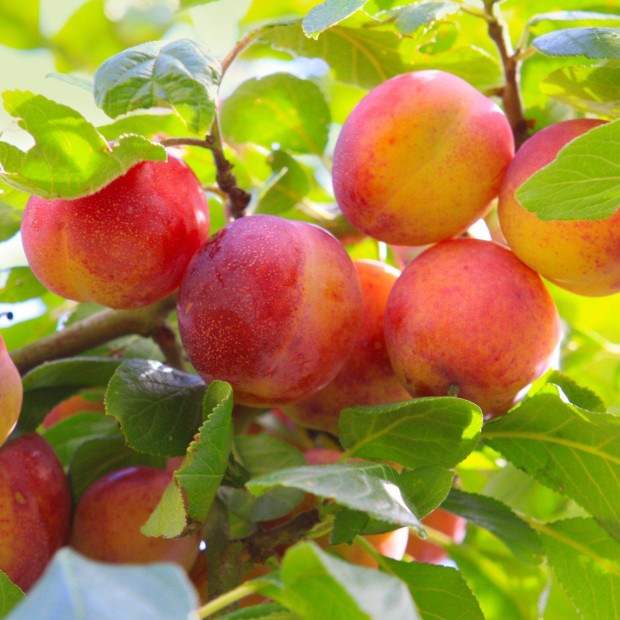 Фото 1. Слива «Болховчанка» в каталоге СЦ Корекозево