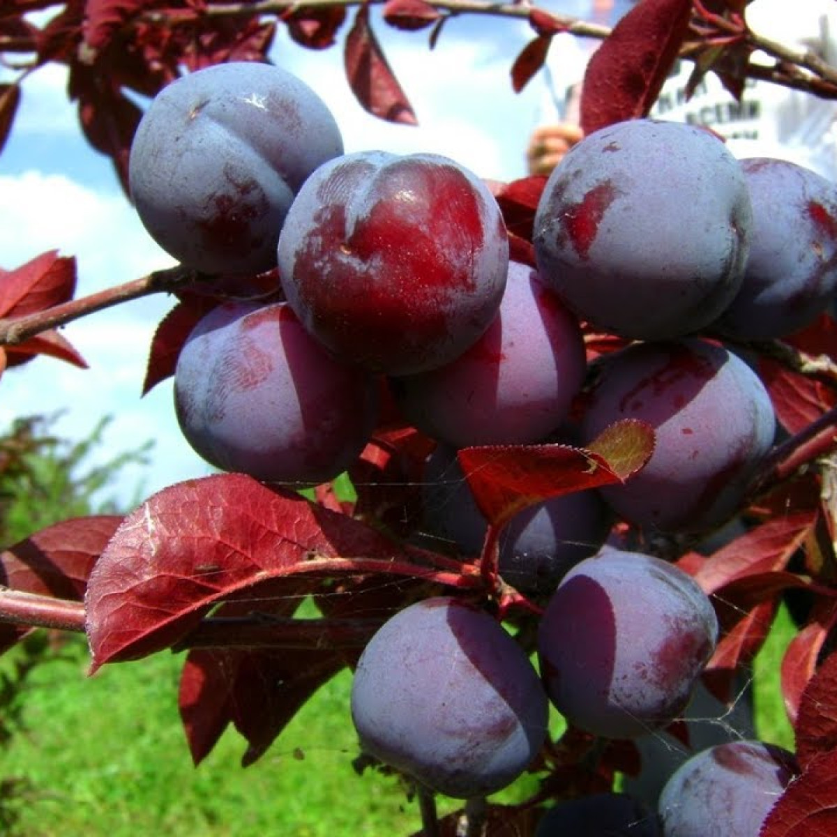 Слива краснолистная «Голливуд» в каталоге СЦ Корекозево