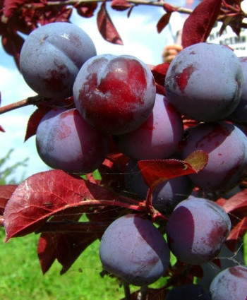 Слива краснолистная «Голливуд» в каталоге СЦ Корекозево