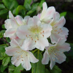 Миниатюра 2. Рододендрон «Короткоплодный» в каталоге СЦ Корекозево