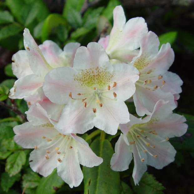 Фото 2. Рододендрон «Короткоплодный» в каталоге СЦ Корекозево