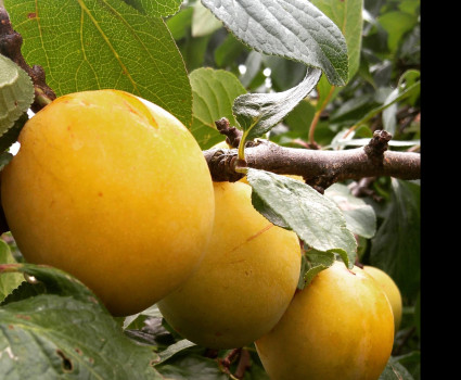 Слива «Ренклод Колхозный» в каталоге СЦ Корекозево