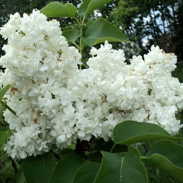 Фото 2. Сирень «Моник Лемуан» в каталоге СЦ Корекозево