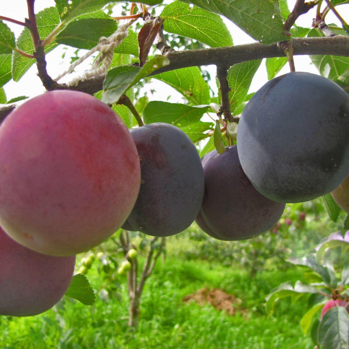 Слива «Стартовая» в каталоге СЦ Корекозево