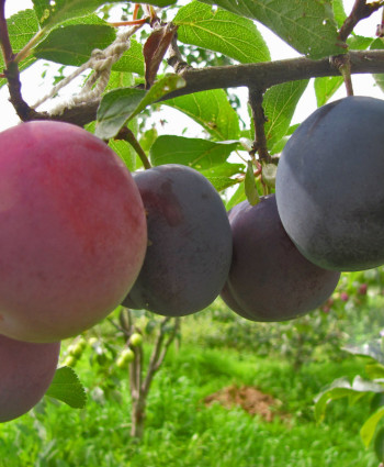 Слива «Стартовая» в каталоге СЦ Корекозево