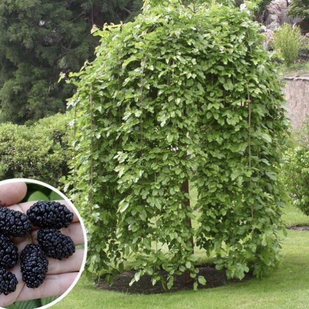 Фото 2. Шелковица штамбовая в каталоге СЦ Корекозево