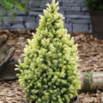 Миниатюра 2. Ель канадская 