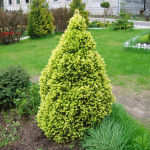 Миниатюра 3. Ель канадская 