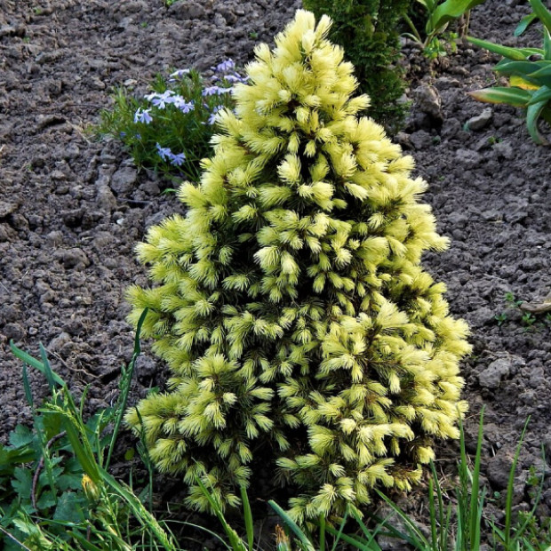 Фото 1. Ель канадская 