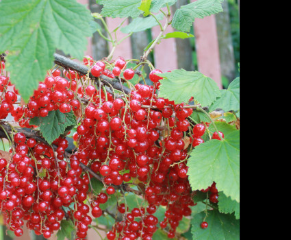 Смородина «Голландская красная» в каталоге СЦ Корекозево